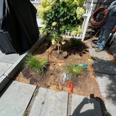 Hydrangea tree planted in a new bed