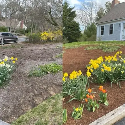 Spring bed with daffodils before and after