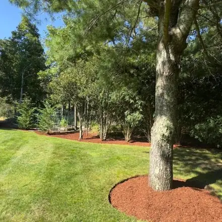 Mulch ring around a mature tree